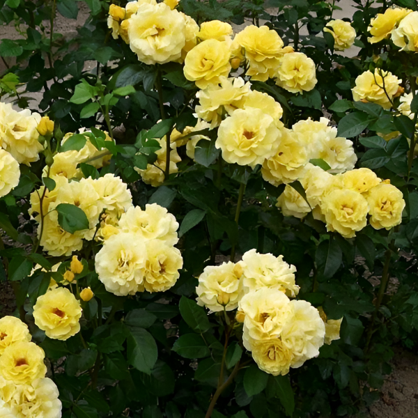 Основное изображение товара