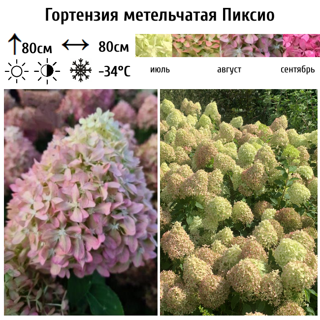 Гортензия метельчатая Пиксио