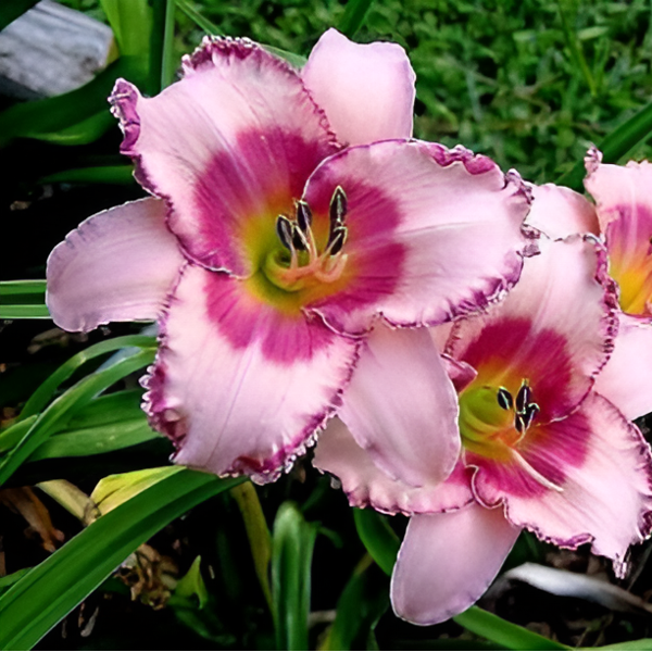 Основное изображение товара