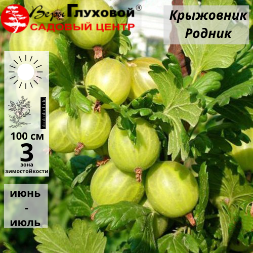 Крыжовник Родник (ранний сорт) Р9