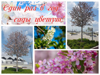 Один раз в год сады цветут ...