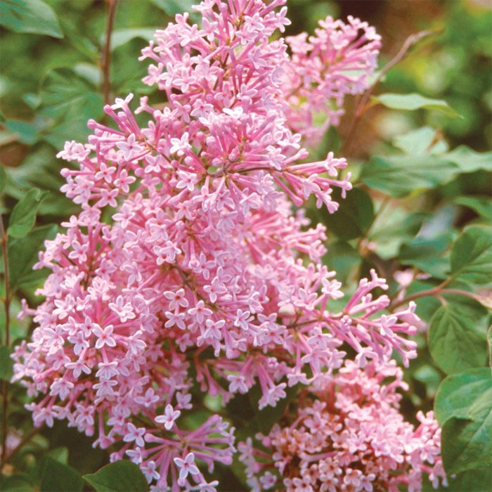 Сирень гибридная Пинк Парфюм