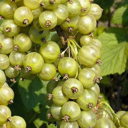 Основное изображение товара