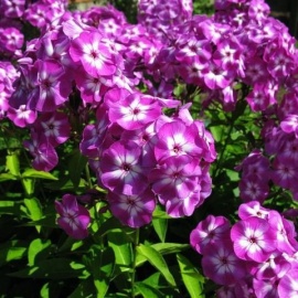 Основное изображение товара