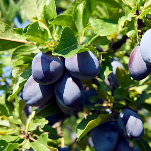 Слива Ренклод Советский