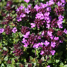 Основное изображение товара