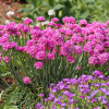 Армерия приморская (Armeria maritimа) Спленденс С2 ГлХ/26