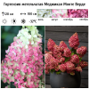 Гортензия метельчатая (Hydrangea paniculata) Меджикал Монте Верде С5 НАп/26
