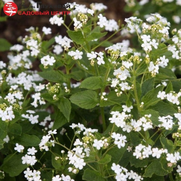 Основное изображение товара