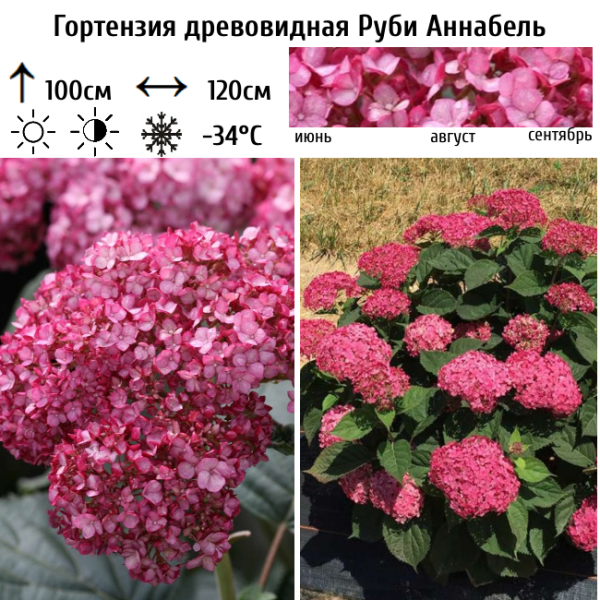 Основное изображение товара