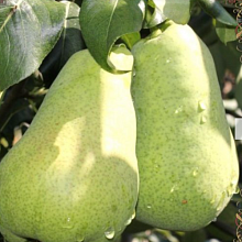 Рисунок 39.jpg