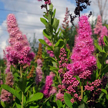 Основное изображение товара