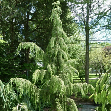 Основное изображение товара