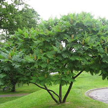 Основное изображение товара