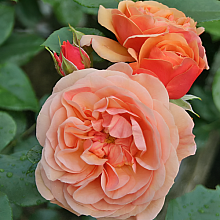 Основное изображение товара