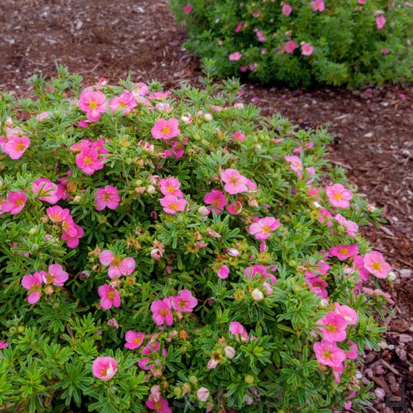 Основное изображение товара