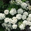 Спирея березолистная 