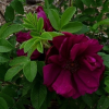 Роза Ругоза (Rosa rugosa) Rotes Phaenomen С3 НАп/25