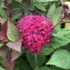 Спирея японская (Spiraea japonica) Дабл Плей Дузи 25-30 С3 БдН/26