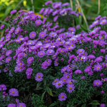 Основное изображение товара