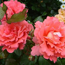 Основное изображение товара