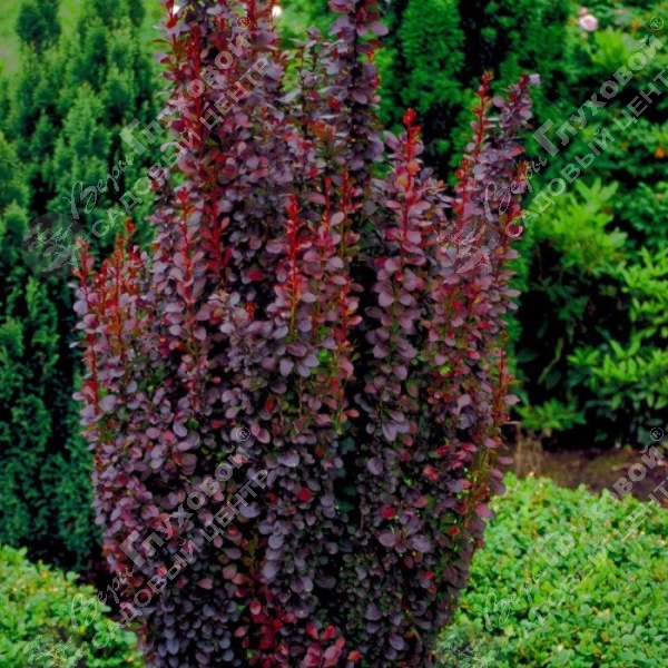 Барбарис Тунберга "Хелмонд Пиллар" на фото