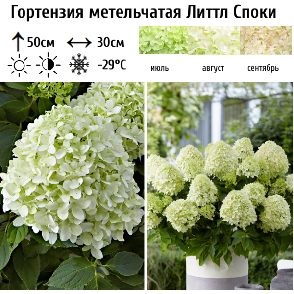 Основное изображение товара