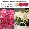 Гортензия метельчатая (Hydrangea paniculata) Литтл Рози С3 СП/26