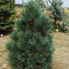 Сосна кедровая (Pinus cembra) Глаука 50-60 С10 ГЕ/26