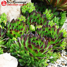 Основное изображение товара