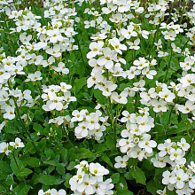 Основное изображение товара