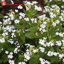 Основное изображение товара