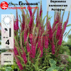 Вероника колосковая (Veronica spicata) Ротфучс С2 ГлХ/26
