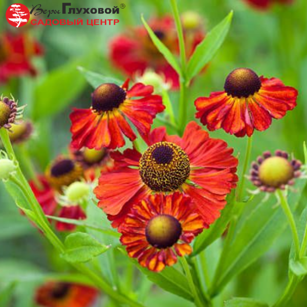 Основное изображение товара