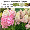 Гортензия метельчатая (Hydrangea paniculata) Геркулес  С2 СП/26