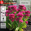 Очиток 