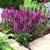 Шалфей дубравный (Salvia nemerosa) Мерло Роуз С2 ГлХ/26