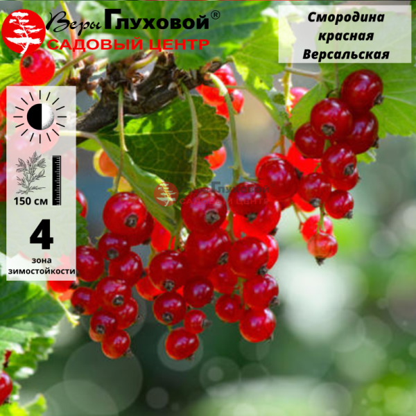 Основное изображение товара