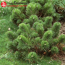 Основное изображение товара