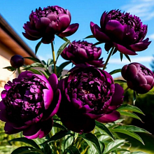 Основное изображение товара