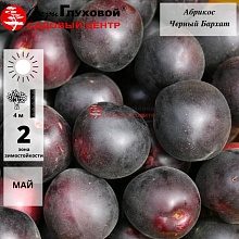 Абрикос Черный Бархат  (летний сорт) С4