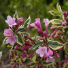 Вейгела цветущая (Weigela florida) Меджикал Рейнбоу С3 СП/25