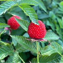 Основное изображение товара