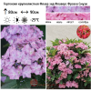 Барбарис Тунберга (Berberis thunbergii) Голдалита С3 СП/25