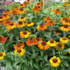 Гелениум (Helenium) Шорт энд Сасси С2 НСп/26