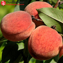 Основное изображение товара