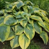 Хоста Зибольда "Френсис Вильямс" на фото