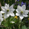 Анемона  (Anemone) Левилля С2 ГлХ/26