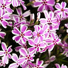 Основное изображение товара