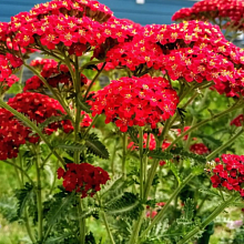 Основное изображение товара